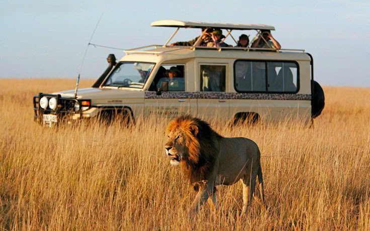 Best Wildlife Safari